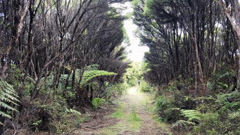Manuka Revealed: the story of an essential oil from New Zealand