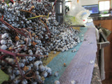 Elderberries drying before processing into tincture